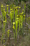 Yellow pitcherplant